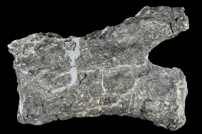Bargain, Diplodocus Caudal Vertebra - Colorado #117957